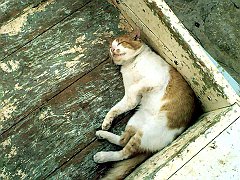 Gatti (189)